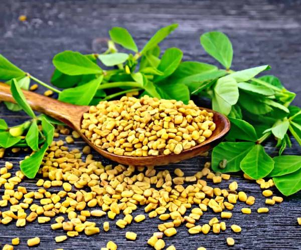 Seeds Suppliers in Ahmedabad, Gujarat, India